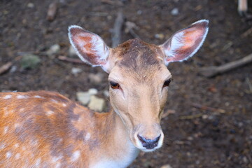 Cute close-up of a doe