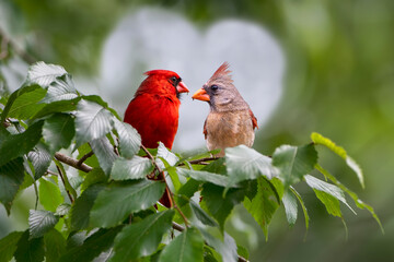 Northern Cardinal Pair Perched in Elm Tree in Louisiana