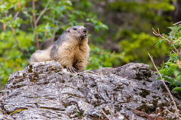 Marmot portrait in the mountains on a beautiful backgroung
