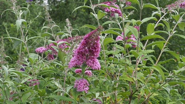 Buddleja davidii - Gros plan sur &eacute;pis &agrave; petite fleurs bleu teint&eacute;es de rose du Buddl&eacute;ia de David ou Arbre aux papillons