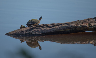Turtle Reflection