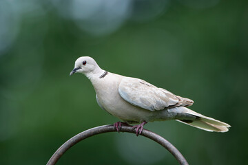 Ring Neck Dove Perched on Shepherd's Hook in June in Louisiana