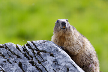Marmot portrait in the mountains on a beautiful backgroung