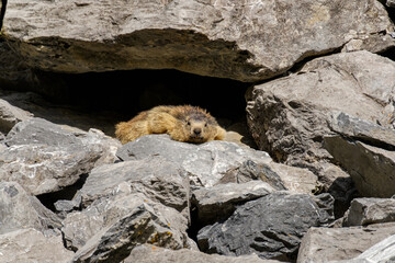 Marmot on a rock in front of a cave