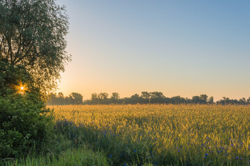 Obraz premium Countryside landscape in the early morning