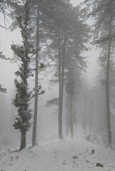 Trees surrounded by heavy snowfall