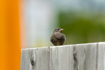 Young black redstart bird in a ski station in french Alps
