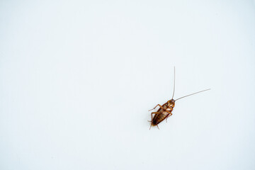 Cockroach on a white kitchen table close up
