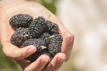 Hand full of Black Mulberry (Morus nigra) fruits, Golan Heights 
