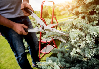 Professional gardener pruning a tree with garden scissors