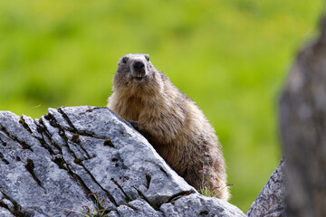 Marmot in the Alps
