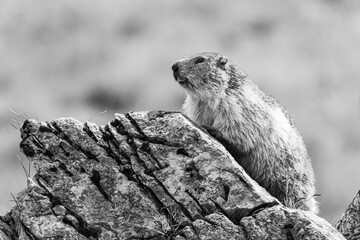 Marmot portrait in the mountains on a beautiful backgroung