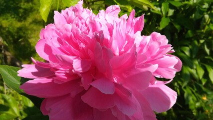 pink and white peony