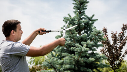 Professional gardener pruning a tree with garden scissors