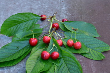 Ripe sweet cherries with green leaves on the table.