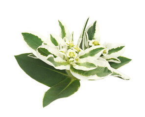 Fototapeta na wymiar Euphorbia marginata flowers and leaves
