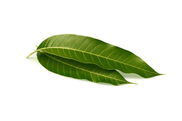 Obraz premium Mango leaf, Fresh mango leaves isolated on a white background