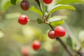 Close up of Goumi berries (Elaeagnus multiflora) fruits, hanged from the shrub. Golan Heights