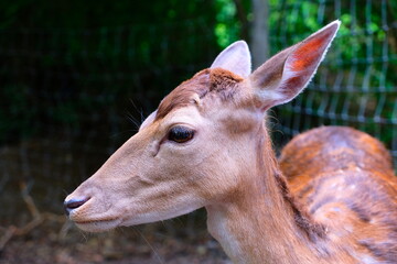 Cute close-up of a doe