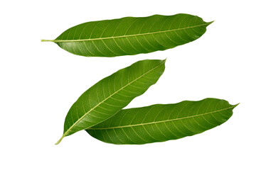 Mango leaf, Fresh mango leaves isolated on a white background