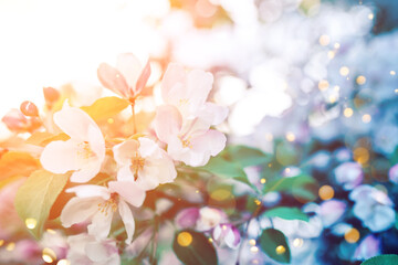 Beautiful apple blossom. Sunset sunlight. Spring background with soft focus.