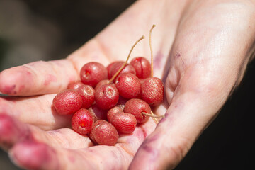 Hand full of red Goumi berries (Elaeagnus multiflora), Golan Heights