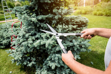 Professional gardener pruning a tree with garden scissors