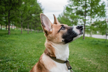 portrait of a dog