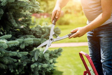 Professional gardener pruning a tree with garden scissors