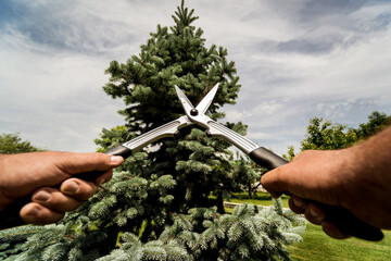 Professional gardener pruning a tree with garden scissors