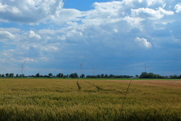 Fototapeta na wymiar wheat field and cloudy sky