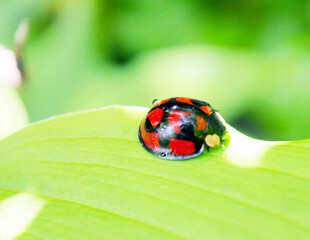 てんとう虫の背中に光る水滴