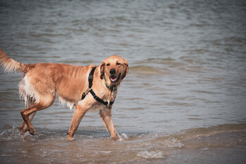 Dogs Playing at the Beach