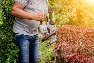 A gardener trimming shrub with hedge trimmer