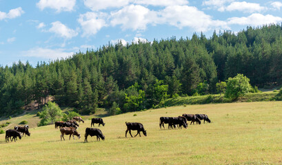 Fototapeta na wymiar Herds of cows graze on a meadow field near a green coniferous forest on the rolling hills of the Rhodope Mountains. Livestock in Bulgaria. Beautiful rural landscape.