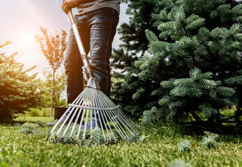 Gardener raking cutting leaves in the garden.