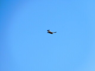 Buitre volando sobre cielo azul