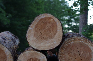 Holz