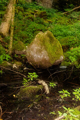 verlassener Steinbruch mitten im grünen Wald