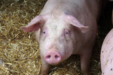 einzelnes schwein auf stroh