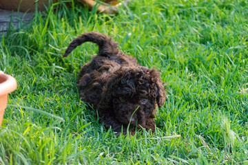  cachrorro de perro de agua español 