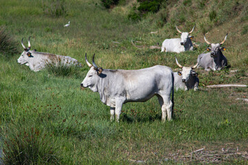 Maremma cows in the green grass. Mouth of the Ombrone, Maremma Park, Tuscany, Italy.