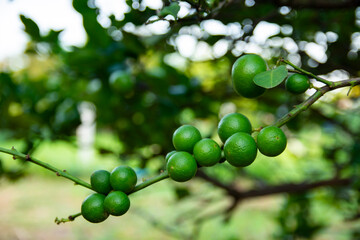 Green remon from Non-Toxic Organic in the garden. lemon hanging on branch. It is used for culinary and non-culinary purposes throughout the world, primarily for its juice.