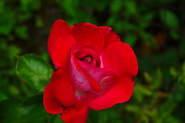 Red Roses on a bush in a garden. close up