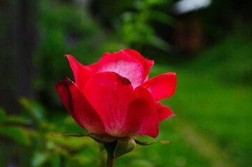 Red Roses on a bush in a garden. close up