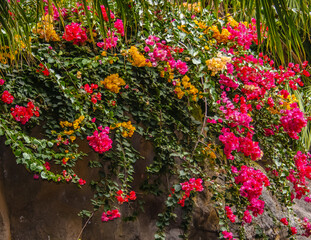 Blumen von Teneriffa