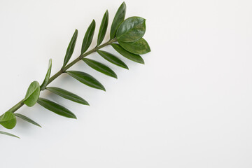 plant branch  on a white background