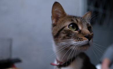 Relaxed domestic cat at home