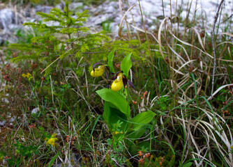 Two orchid flowers Cypripedium calceolus, Lady's Slipper orchid view on the path in Val d'Osten, Calalzo di Cadore, Italy. Beautiful flowers of an extremely rare orchid in its natural environment.