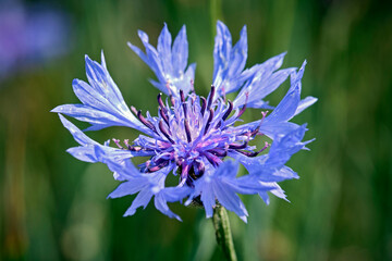 Kornblume ( Cyanus segetum Hill , Syn.: Centaurea cyanus L. ), auch Zyane genannt.